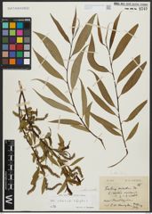 Foto von Salix alba L. x Salix fragilis L.